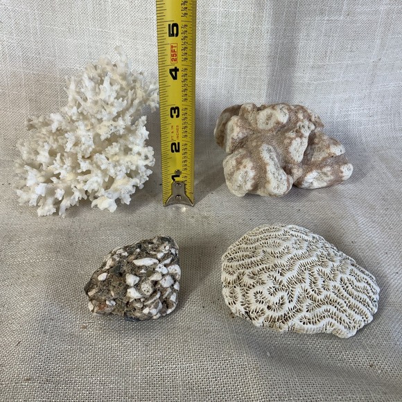 Natural Sea Finger Branch Brain Assorted Coral‎  Aquarium Decor - Picture 5 of 9